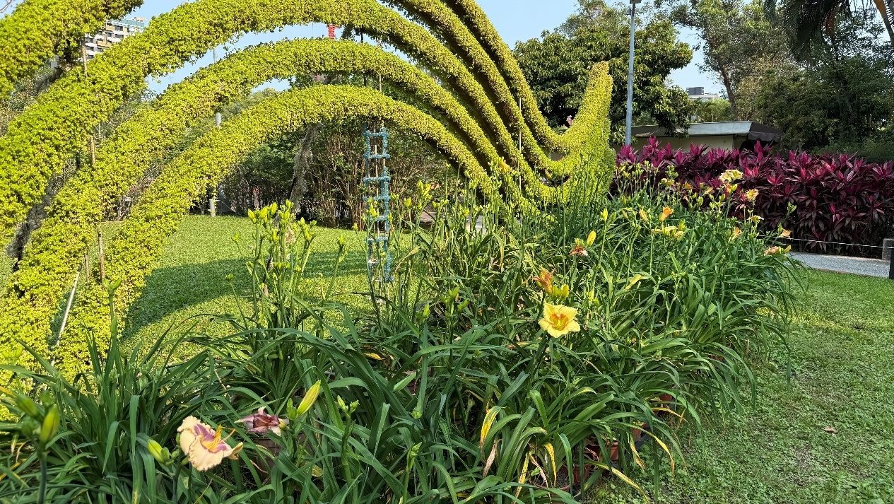 顛覆樸實印象!士林官邸金針花盛放 花型碩大、色彩層次宛如百合鳶尾