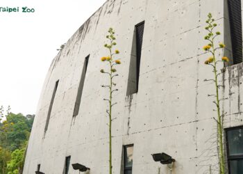 真實的巨大花莖「龍舌蘭」　穿山甲館旁華麗綻放