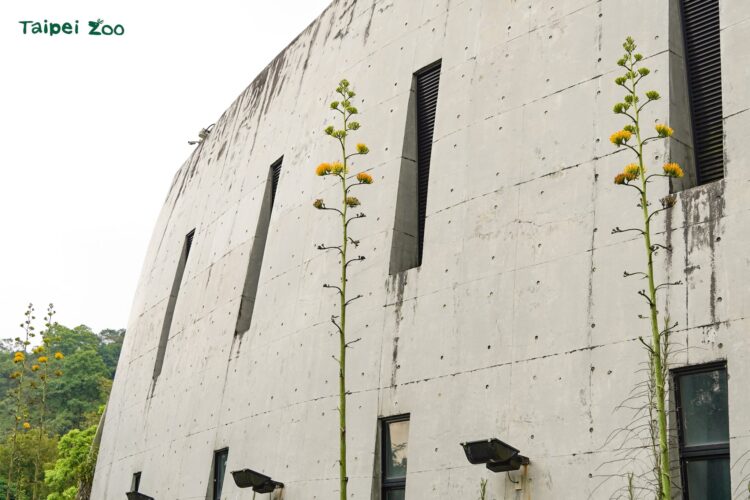 真實的巨大花莖「龍舌蘭」　穿山甲館旁華麗綻放