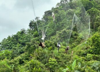 又是人為陷阱！鳥網奪走11條命　只有牠「眨眼」活了下來