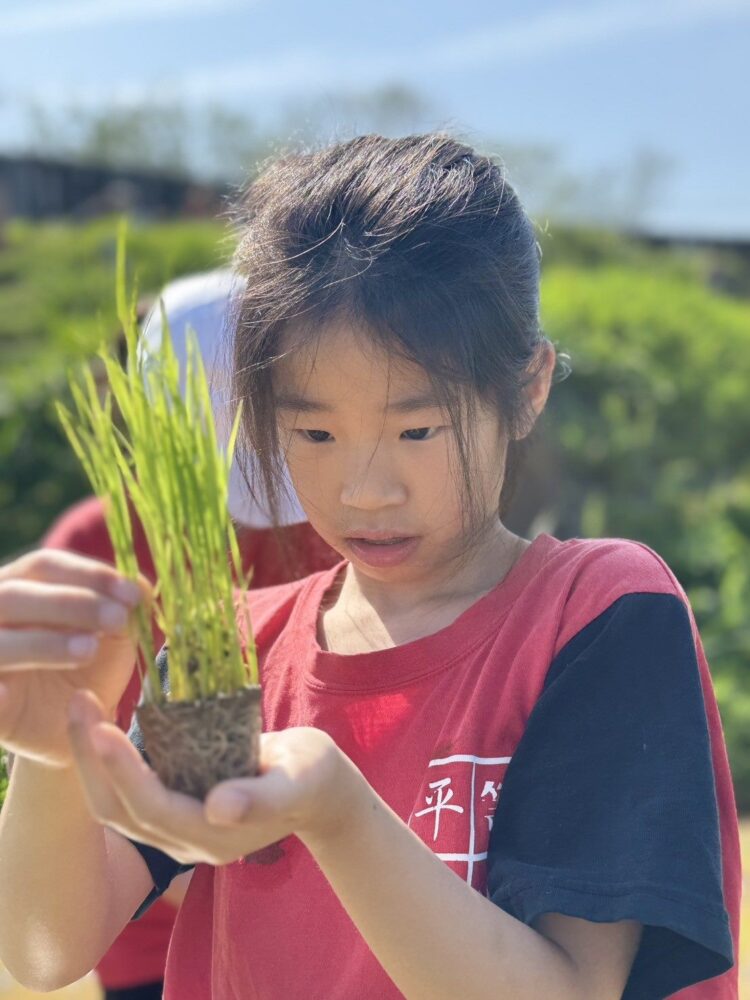 響應422地球日 北市平等國小「禾作社」彎腰學食農