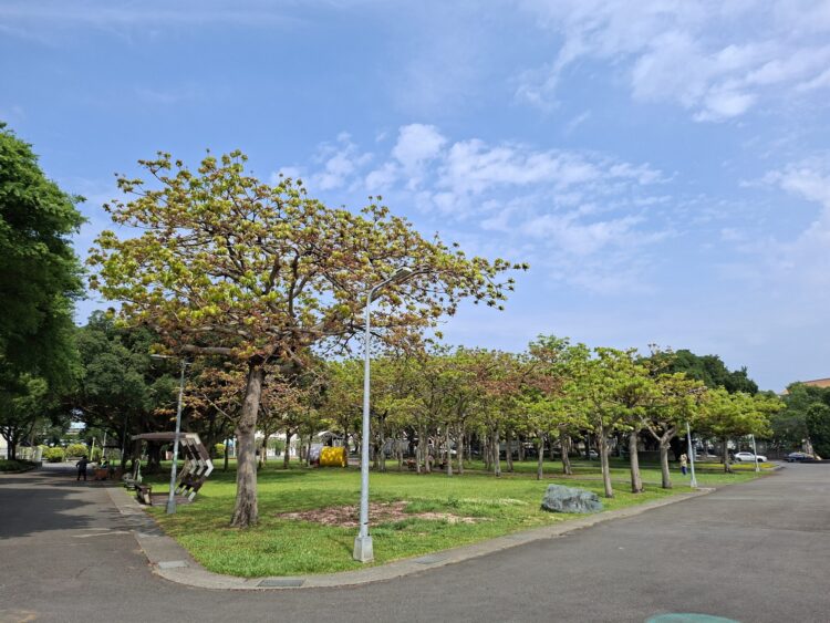 25公尺綠巨人 掌葉蘋婆化身新生公園大遮陽傘