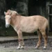 世界唯一野馬的重生之路 北市動物園述說蒙古野馬傳奇 13 世界唯一野馬的重生之路 北市動物園述說蒙古野馬傳奇