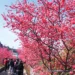 「2026后里泰安櫻花季」2/27粉嫩登場! 連假賞櫻、賞燈一次滿足 9 「2026后里泰安櫻花季」2/27粉嫩登場! 連假賞櫻、賞燈一次滿足