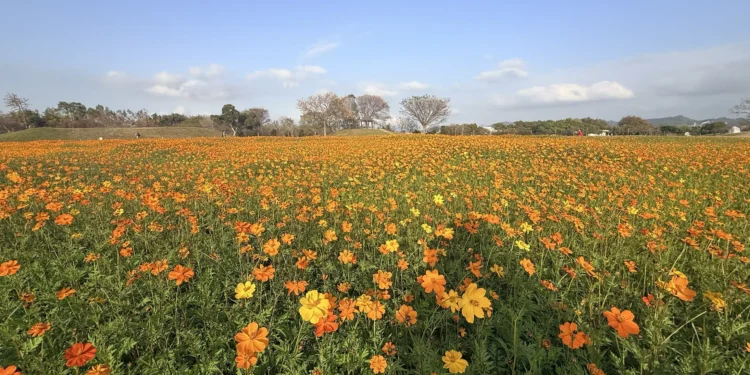 后里花田綠廊冬日花海登場 中市環保公園黃波斯、向日葵1、2月接力綻放 神秘嬌客「黑天鵝」即將現身 9 1 102 3RsYtz scaled
