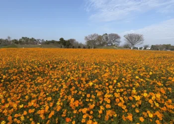 春節賞花首選「后里環保公園」！ 　黃波斯菊、向日葵接力登場 喜迎馬年好去處