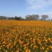 春節賞花首選「后里環保公園」! 黃波斯菊、向日葵接力登場 喜迎馬年好去處 11 春節賞花首選「后里環保公園」! 黃波斯菊、向日葵接力登場 喜迎馬年好去處