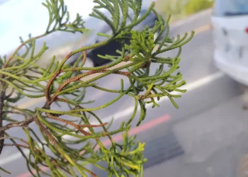 山城地區氣候轉趨濕冷　中市農業局呼籲梨農及早防治梨赤星病
