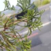 山城地區氣候轉趨濕冷　中市農業局呼籲梨農及早防治梨赤星病
