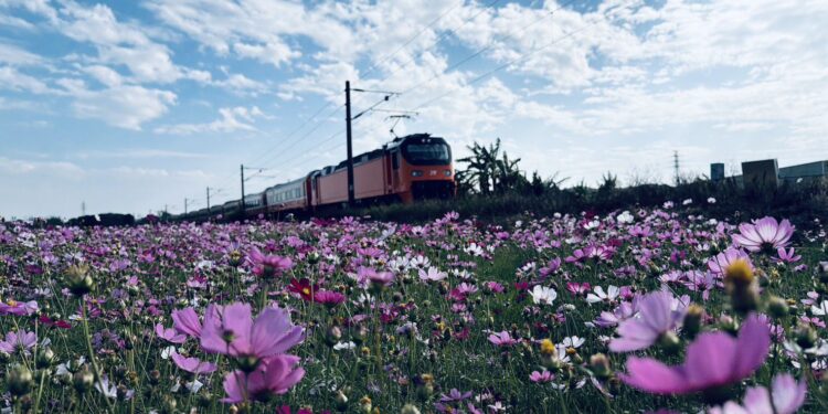 台中推動冬季景觀綠肥 打造海線鐵道花田風光 1 1 2975 X5Hjx4