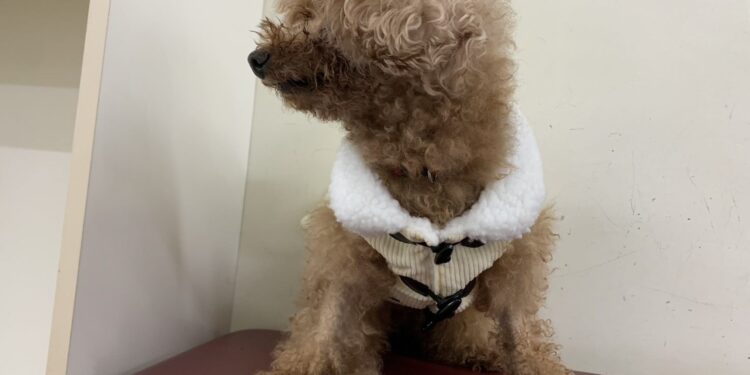 官民攜手抗低溫 北市動物之家打造毛孩安心過冬環境 1 1603c10e 63e0 4393 86ad 0bb564297f51 1 ZB3qS7