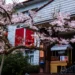 夜賞燈會、晨看櫻花 入住阿里山賓館再送賞櫻好禮 14 夜賞燈會、晨看櫻花 入住阿里山賓館再送賞櫻好禮