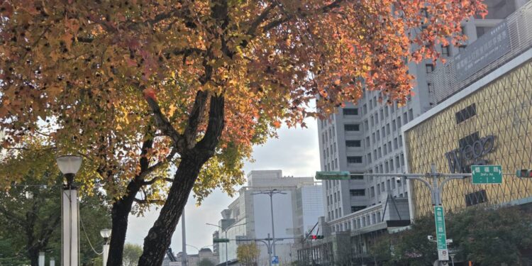 冬天裡的一把火 北市楓香染紅迎新年 1 19c8576e 516c 4f1c aa99 d04e4339e8a1 p2K8Fu