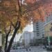 冬天裡的一把火 北市楓香染紅迎新年 12 冬天裡的一把火 北市楓香染紅迎新年