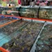 富基魚市5月18日至6月18日整修休市 5月17日前消費滿額送好禮 12 2222