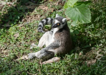 熱帶狐猴也愛臺灣冬日暖陽　北市動物園見證「躺平」曬幸福時光