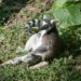 熱帶狐猴也愛臺灣冬日暖陽　北市動物園見證「躺平」曬幸福時光