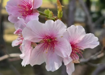粉紅花海浪漫登場　大安森林公園大漁櫻柔情似水