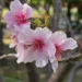 粉紅花海浪漫登場 大安森林公園大漁櫻柔情似水 11 粉紅花海浪漫登場 大安森林公園大漁櫻柔情似水