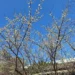 賞梅時節　逸仙、奇岩公園梅花喜報春