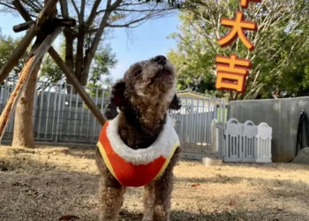 動物之家超暖心！　春節加菜過好年 陪伴一起馬上幸福