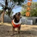 動物之家超暖心! 春節加菜過好年 陪伴一起馬上幸福 11 動物之家超暖心! 春節加菜過好年 陪伴一起馬上幸福