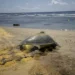氣候變遷下小琉球罕見 海龜冬季低溫卵窩 有望成為海龜雄性稚龜的重要來源 11 氣候變遷下小琉球罕見 海龜冬季低溫卵窩 有望成為海龜雄性稚龜的重要來源