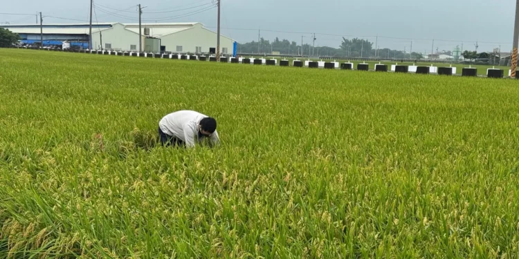 稻米安全管理制度 築起四道防線 守護全民餐桌 1 IMG 3547