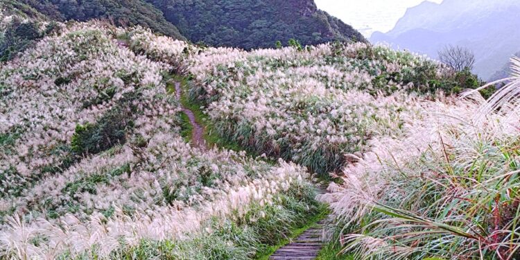 銀白芒海漫山城!瑞芳三安社區秋冬限定 賞芒花慢品金瓜石 1 三安社區旁的芒花步道