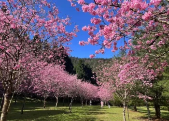 春風拂粉櫻　暨南大學校園化身埔里最浪漫風景