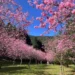 春風拂粉櫻 暨南大學校園化身埔里最浪漫風景 12 春風拂粉櫻 暨南大學校園化身埔里最浪漫風景