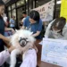 守護毛孩健康!嘉義市祭出絕育補助、狂犬疫苗免費打 13 守護毛孩健康!嘉義市祭出絕育補助、狂犬疫苗免費打