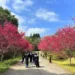 全台最美櫻花校園 暨大櫻花季將「大盛開」 獨家「穿山甲御守」限量加持 11 全台最美櫻花校園 暨大櫻花季將「大盛開」 獨家「穿山甲御守」限量加持