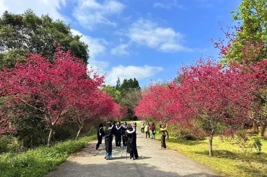 全台最美櫻花校園 暨大櫻花季將「大盛開」 獨家「穿山甲御守」限量加持 1 全台最美櫻花校園 暨大櫻花季將「大盛開」 獨家「穿山甲御守」限量加持
