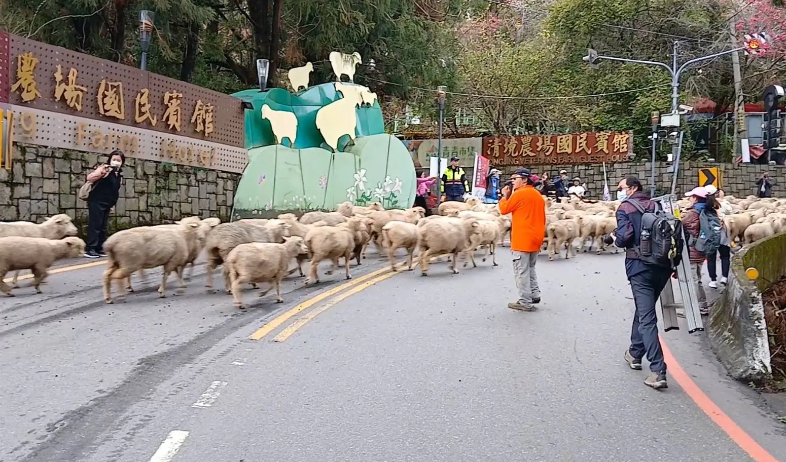 清境奔羊節 仁愛警加強交通疏導 1 清境奔羊節 仁愛警加強交通疏導