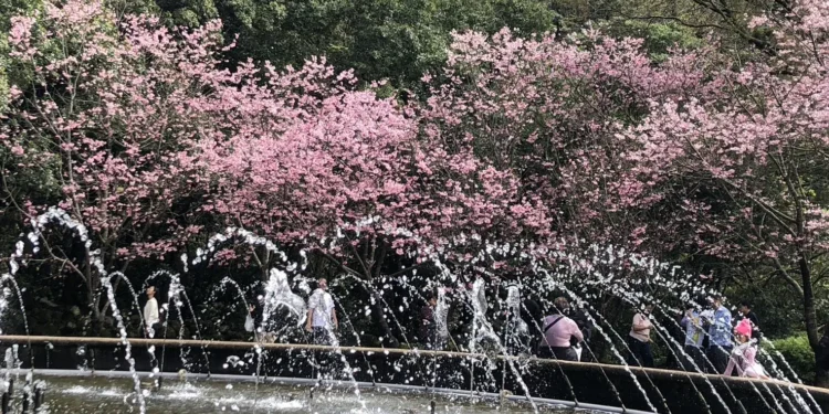 最後賞花時刻!陽明山花季3月15日畫下句點 1 IMG 8561
