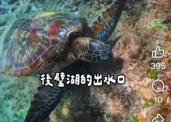 春暖花開海水湛藍　墾丁邀旅客浮潛與海龜悠游