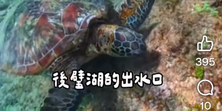 春暖花開海水湛藍 墾丁邀旅客浮潛與海龜悠游 1 Screenshot 2026 03 08 11 05 35 26 a23b203fd3aafc6dcb84e438dda678b6