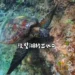 春暖花開海水湛藍 墾丁邀旅客浮潛與海龜悠游 25 春暖花開海水湛藍 墾丁邀旅客浮潛與海龜悠游