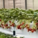內湖草莓園邀您來趟「莓」好採果趣 13 內湖草莓園邀您來趟「莓」好採果趣