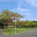 25公尺綠巨人　掌葉蘋婆化身新生公園大遮陽傘