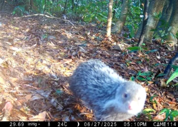 南港公園出現神祕住客　野生動物給您意外驚喜