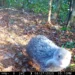 南港公園出現神祕住客 野生動物給您意外驚喜 12 南港公園出現神祕住客 野生動物給您意外驚喜