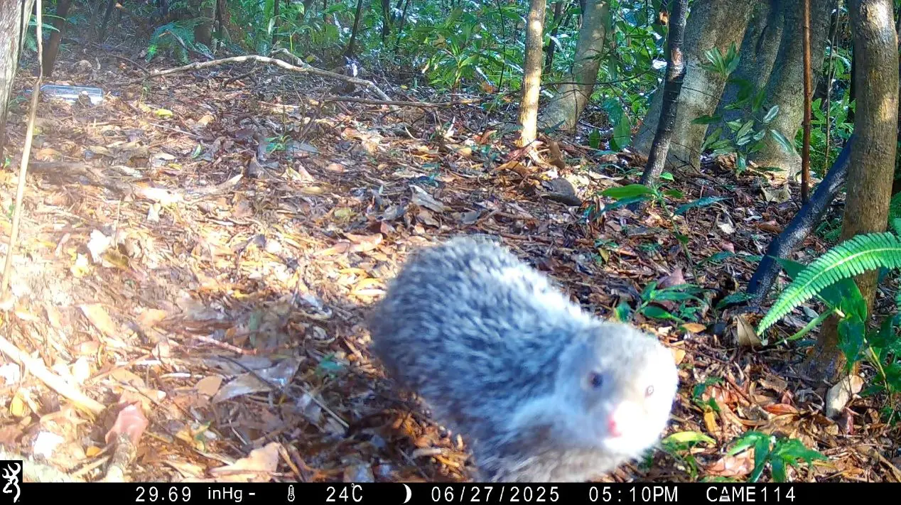 南港公園出現神祕住客 野生動物給您意外驚喜 1 e2a3a0a2-5cbf-4cee-b9f1-4e596349f92c