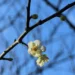 梅花點綴湖畔林間 南港公園迎來冬季限定美景 12 梅花點綴湖畔林間 南港公園迎來冬季限定美景
