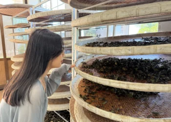 茶香、生態與山景交織　南港茶山四季皆精彩