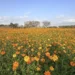 后里花田綠廊冬日花海登場 中市環保公園黃波斯、向日葵1、2月接力綻放 神秘嬌客「黑天鵝」即將現身 15 后里花田綠廊冬日花海登場 中市環保公園黃波斯、向日葵1、2月接力綻放 神秘嬌客「黑天鵝」即將現身