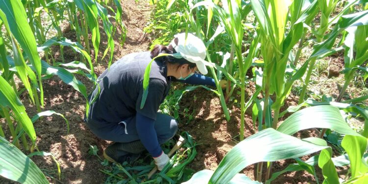 種出成就感! 中市環保農園即日起開放報名 抽30名幸運兒免費耕種5個月 1 1 110 scaled 1