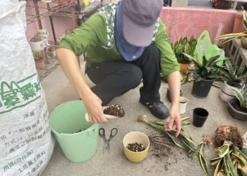 舊瓶罐種出好空氣　中市清潔隊推再生植栽兼顧美化與防疫