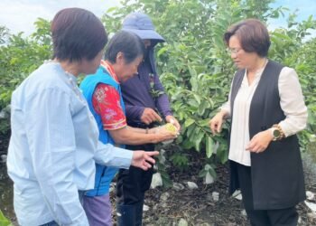 米克拉颱風外圍環流及西南氣流豪雨重創彰化農作！ 縣長王惠美現勘溪州芭樂疾呼中央：其餘未列品項應從寬納入天災現金救助